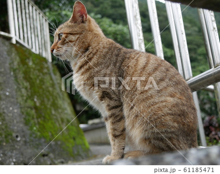 猫村の野良猫 猫村の野良猫 61185471
