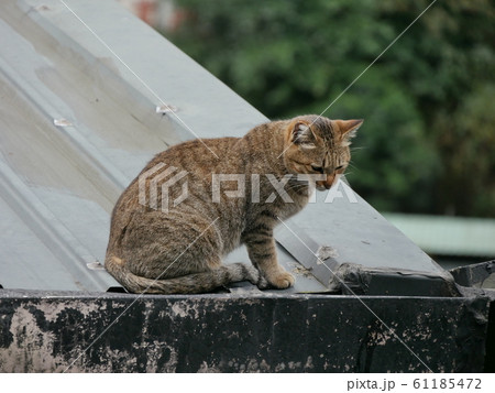 猫村の野良猫 猫村の野良猫 61185472