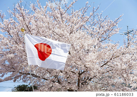 満開の桜と日本の国旗 61186033
