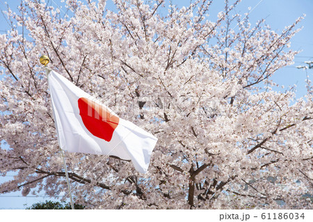 満開の桜と日本の国旗 満開の桜と日本の国旗 61186034
