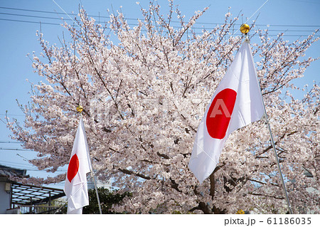 満開の桜と日本の国旗 満開の桜と日本の国旗 61186035