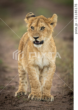 Lion cub stands on track looking left Lion cub stands on track looking left 61186176
