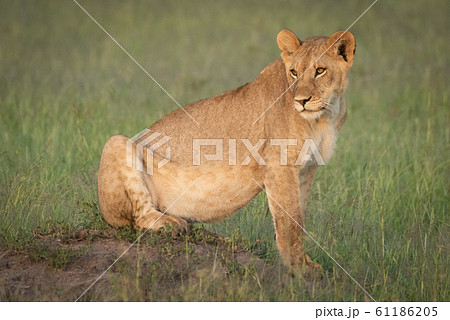 Lion cub sitting on mound looking back 61186205