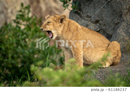 Lion cub sits on rock yawning widely Lion cub sits on rock yawning widely 61186237