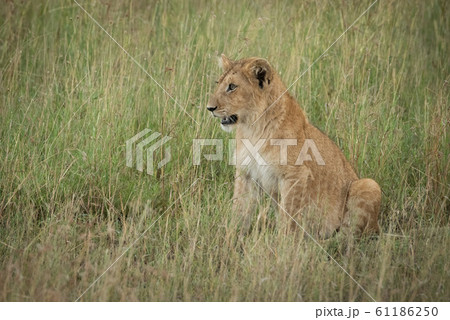 Lion cub sits looking left on grass Lion cub sits looking left on grass 61186250