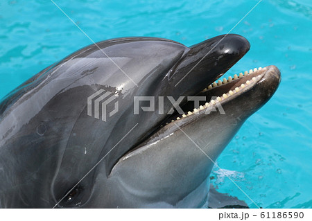 イルカ 海豚 海豚の顔アップ イルカの顔アップ イルカの顔の写真素材