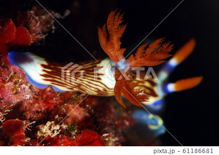 ウミウシ ウミウシ 61186681