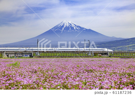 富士山とレンゲ畑そして新幹線、静岡県富士市中里にて 61187236