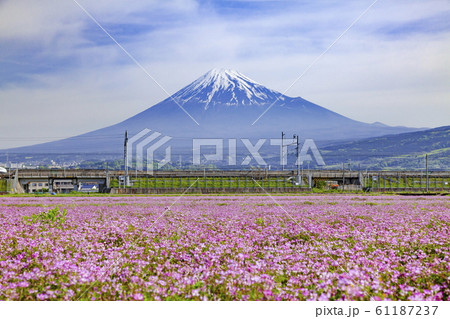 富士山とレンゲ畑、静岡県富士市中里にて 61187237