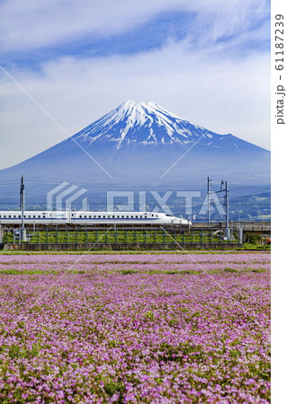 富士山とレンゲ畑そして新幹線 静岡県富士市中里にての写真素材