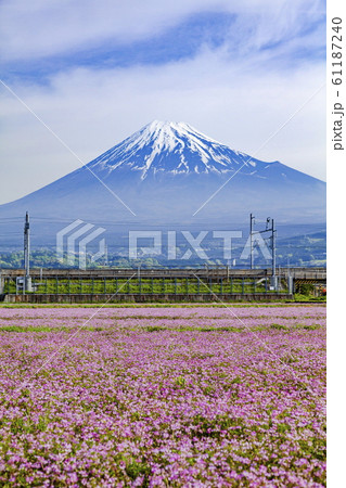 富士山とレンゲ畑、静岡県富士市中里にて 61187240