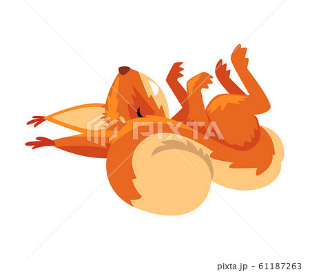 Cute Squirrel Sleeping on Its Back, Funny Little Orange Rodent Animal Cartoon Character Vector illustration 61187263