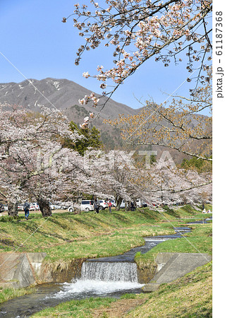 福島県猪苗代町 観音寺川の桜 福島県猪苗代町 観音寺川の桜 61187368