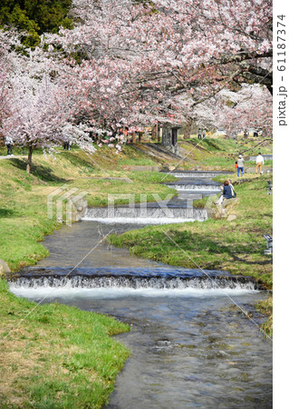 福島県猪苗代町 観音寺川の桜 福島県猪苗代町 観音寺川の桜 61187374