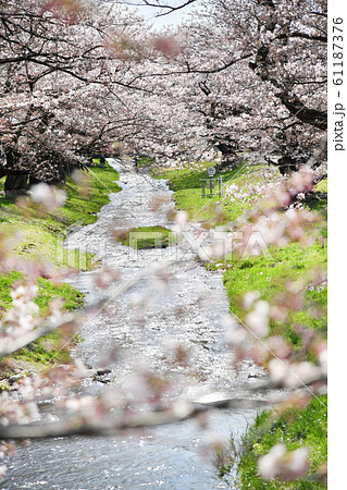 福島県猪苗代町 観音寺川の桜 福島県猪苗代町 観音寺川の桜 61187376
