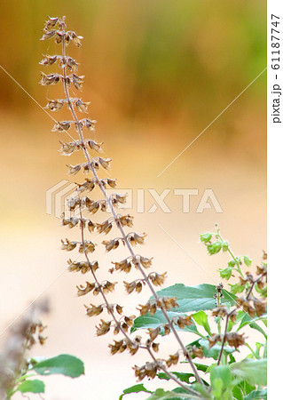 Natural scenery of holy basil flowers in the basil flower garden, Background of natural. Natural scenery of holy basil flowers in the basil flower garden, Background of natural. 61187747