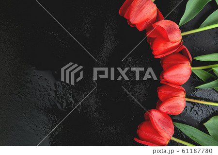 Fresh red tulips on black background. A bouquet of spring flowers, Beautiful greeting card. Fresh red tulips on black background. A bouquet of spring flowers, Beautiful greeting card. 61187780