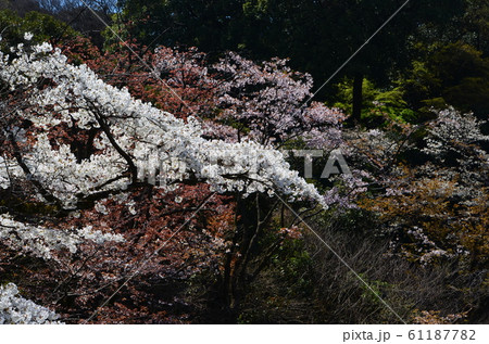 皇居乾通りの桜 皇居乾通りの桜 61187782