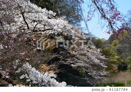 皇居乾通りの桜 皇居乾通りの桜 61187784