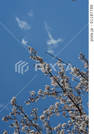 皇居乾通りの桜 61187786