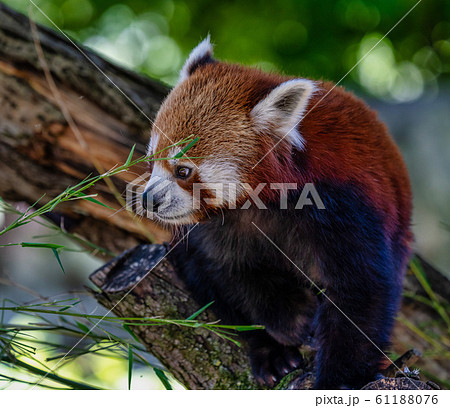 The red panda, Ailurus fulgens, also called the lesser panda. The red panda, Ailurus fulgens, also called the lesser panda. 61188076