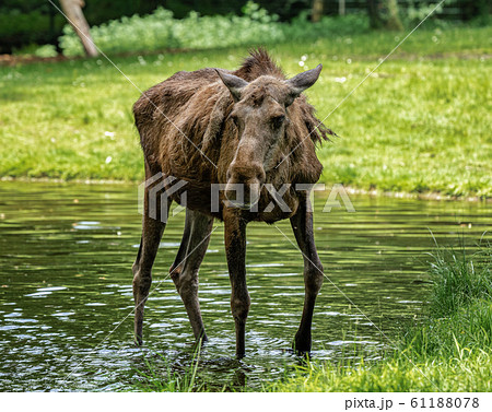 European Moose, Alces alces, also known as the elk 61188078
