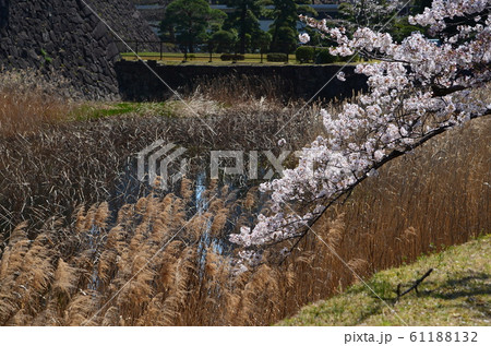 皇居の乾通りの桜 皇居の乾通りの桜 61188132