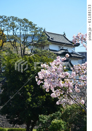 皇居の乾通りの桜 61188133