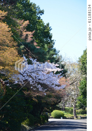 皇居の乾通りの桜 61188134