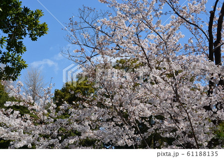 皇居の乾通りの桜 皇居の乾通りの桜 61188135