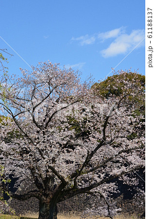 皇居の乾通りの桜 皇居の乾通りの桜 61188137