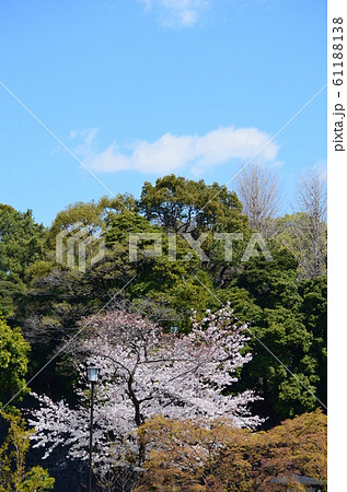皇居の乾通りの桜 61188138