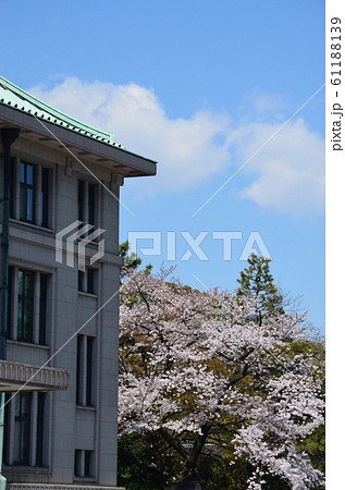 皇居の乾通りの桜 皇居の乾通りの桜 61188139