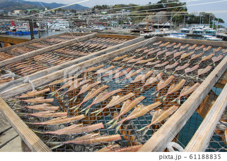 真鶴港 アジの干物 真鶴港 アジの干物 61188835