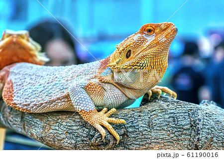 Bearded dragon lizard 61190016