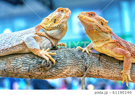 Bearded dragon lizard Bearded dragon lizard 61190140