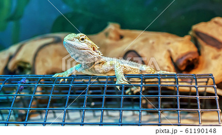 Bearded dragon lizard Bearded dragon lizard 61190148