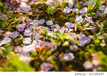 散った桜の花びらと地面 散った桜の花びらと地面 61190287