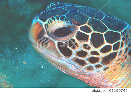 海亀 慶良間 海亀 慶良間 61190742