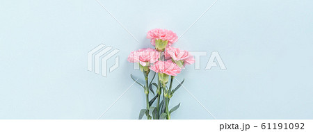 カーネーション ハマナデシコ 母の日 61191092