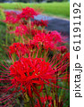 彼岸花　ヒガンバナ 61191192