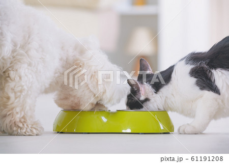 Dog and cat eating food from a bowl Dog and cat eating food from a bowl 61191208