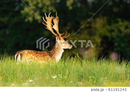 Fallow deer stag standing on a green meadow in sunlight 61191243