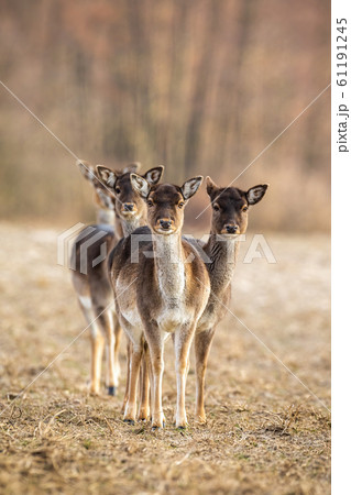 Vertical photo of fallow deer herd facing camera with copy space 61191245