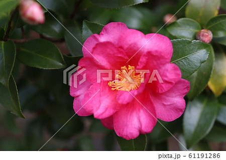 赤い山茶花の花 赤い山茶花の花 61191286