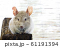 ねずみ　チンチラ 61191394