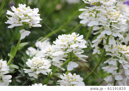 春の花 61191820