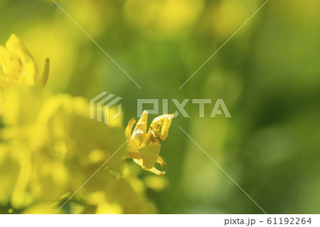 菜の花 菜の花 61192264