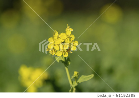 菜の花 61192288