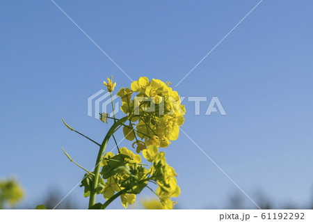 菜の花 61192292